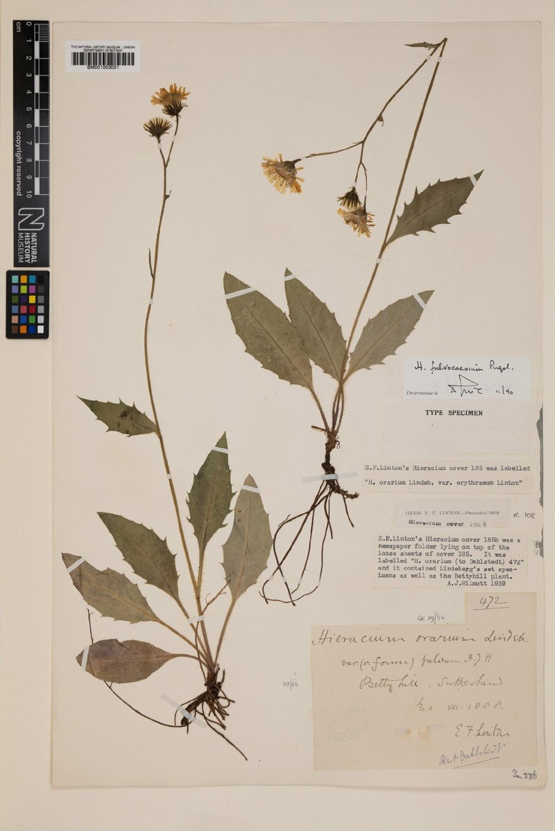 Hieracium fulvocaesium