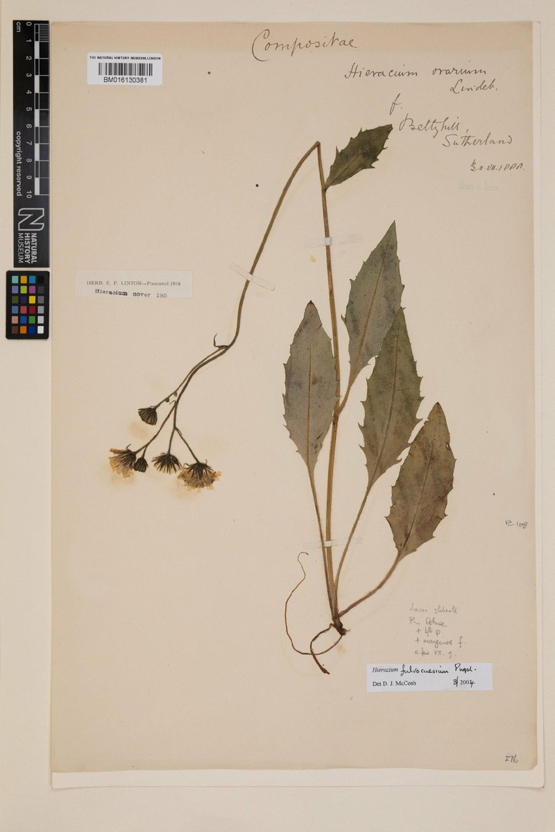 Hieracium fulvocaesium photo 2