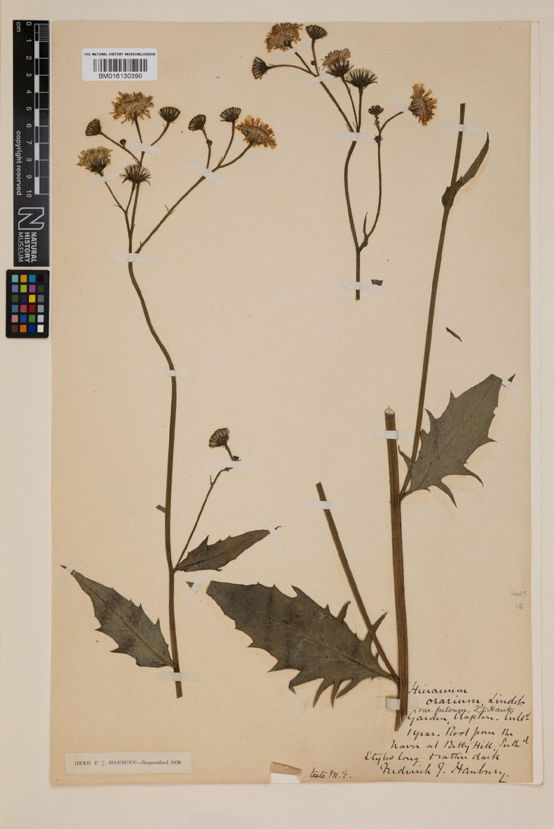 Hieracium fulvocaesium photo 3