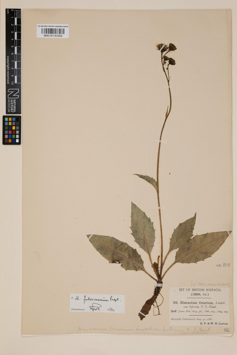 Hieracium fulvocaesium photo 4