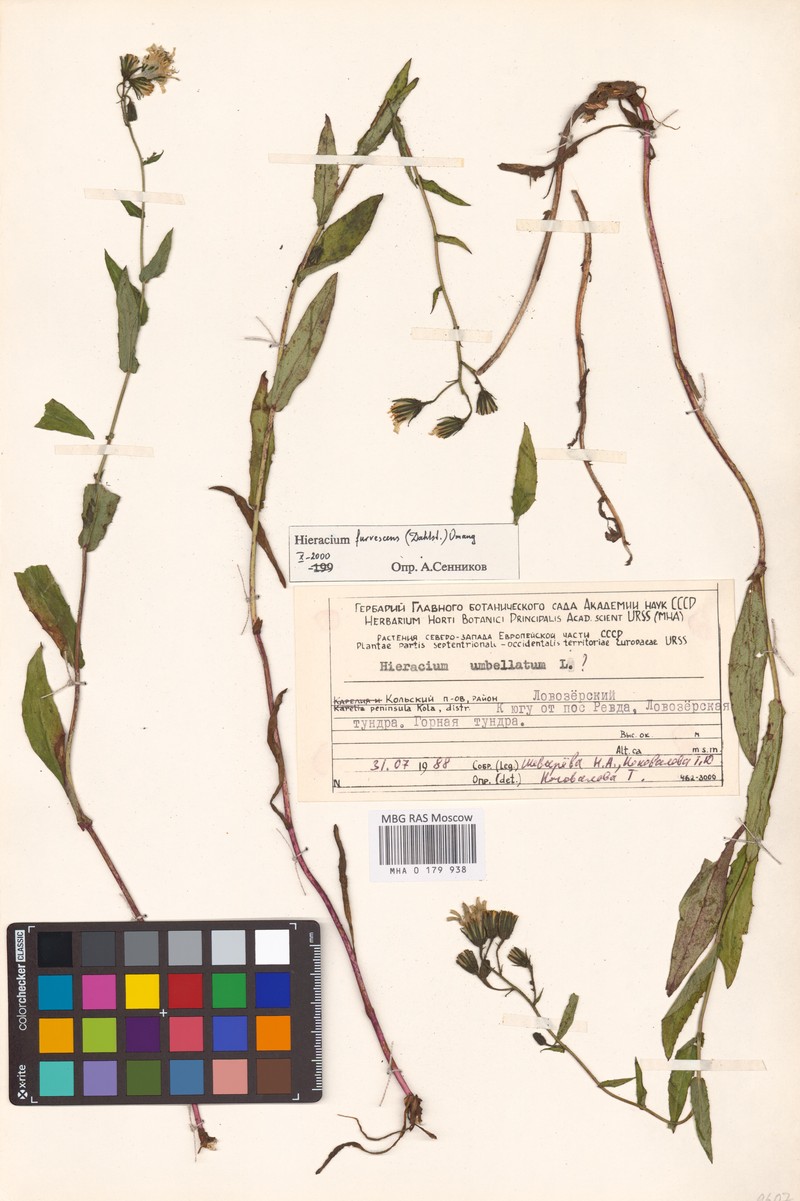 Hieracium furvescens