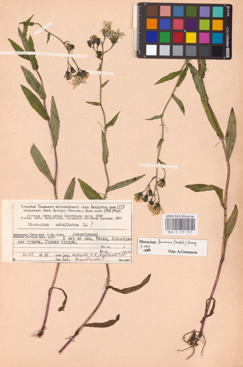 Hieracium furvescens photo 2