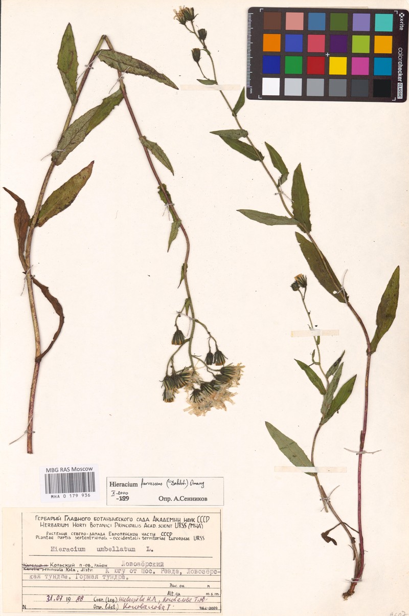 Hieracium furvescens photo 3