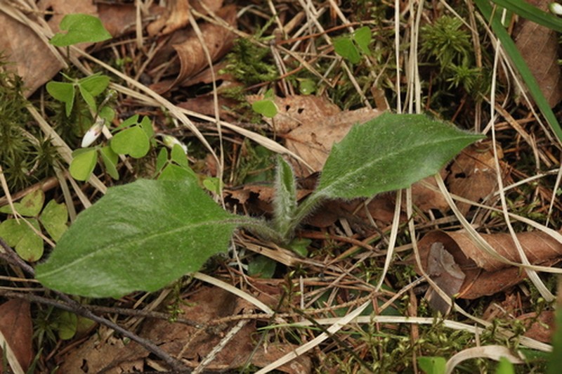 Hieracium fuscocinereum
