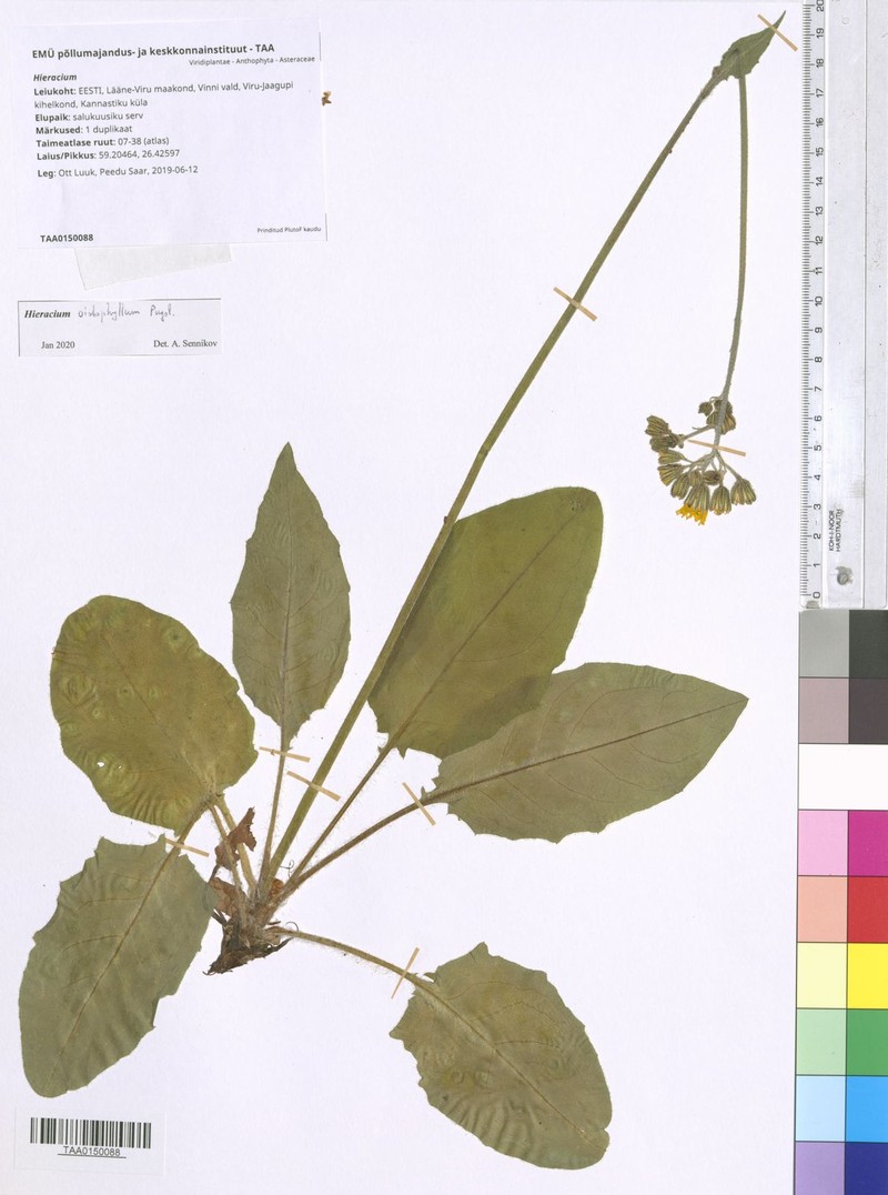 Hieracium fuscocinereum photo 2