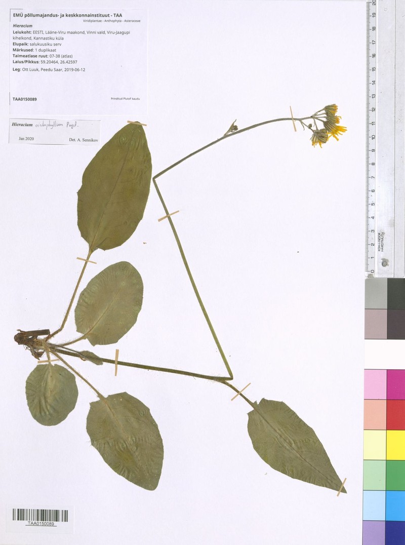 Hieracium fuscocinereum photo 3
