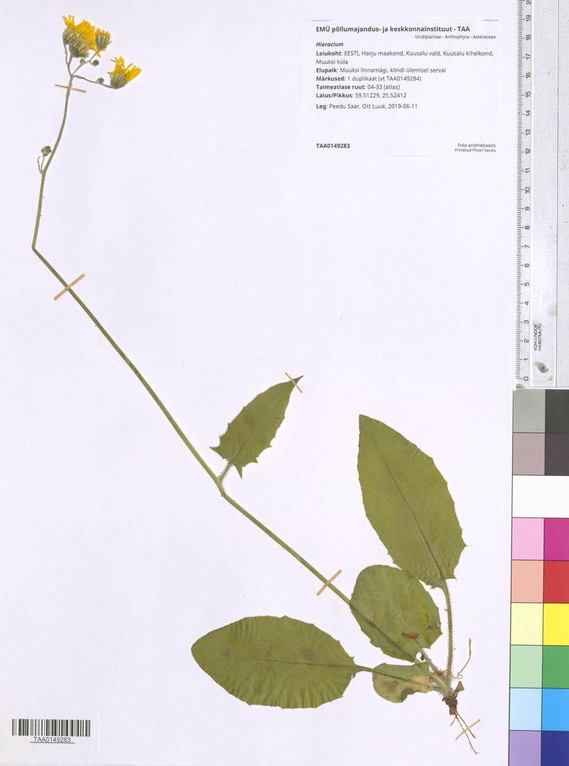 Hieracium fuscocinereum photo 4