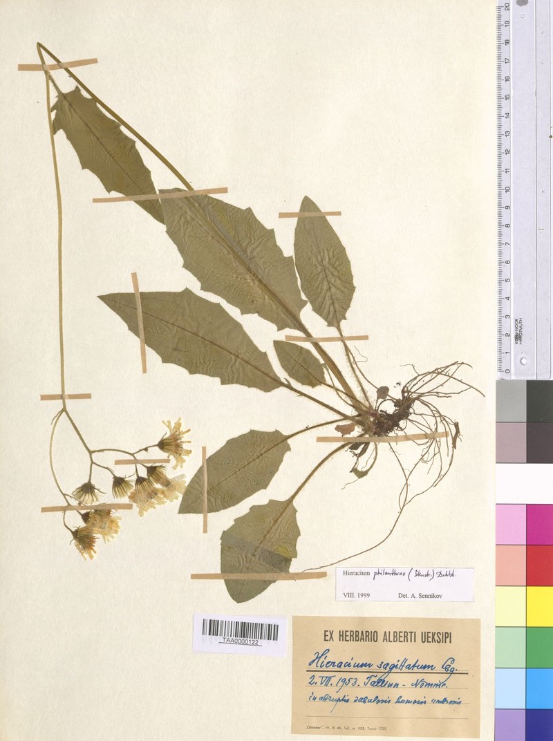 Hieracium fuscocinereum subsp. philanthrax