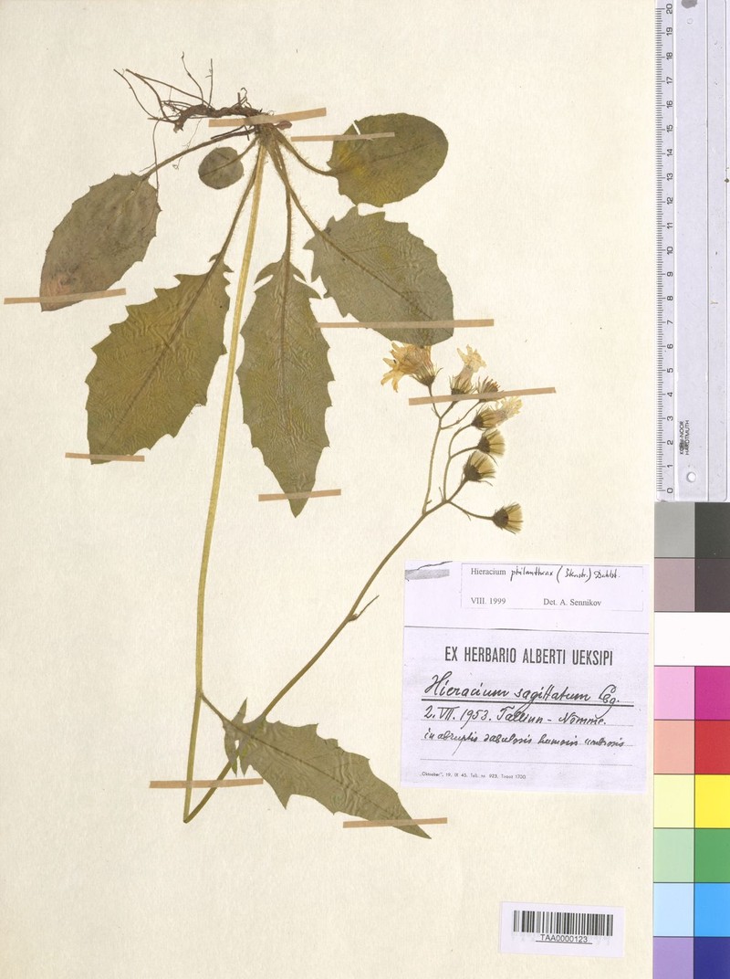 Hieracium fuscocinereum subsp. philanthrax photo 3