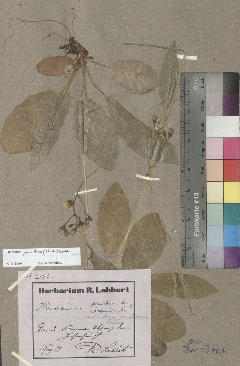 Hieracium fuscocinereum subsp. philanthrax photo 4