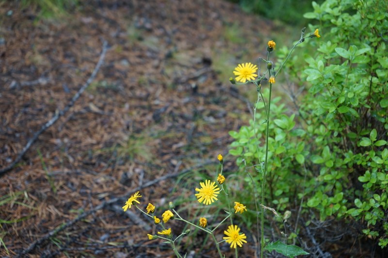 Hieracium ganeschinii