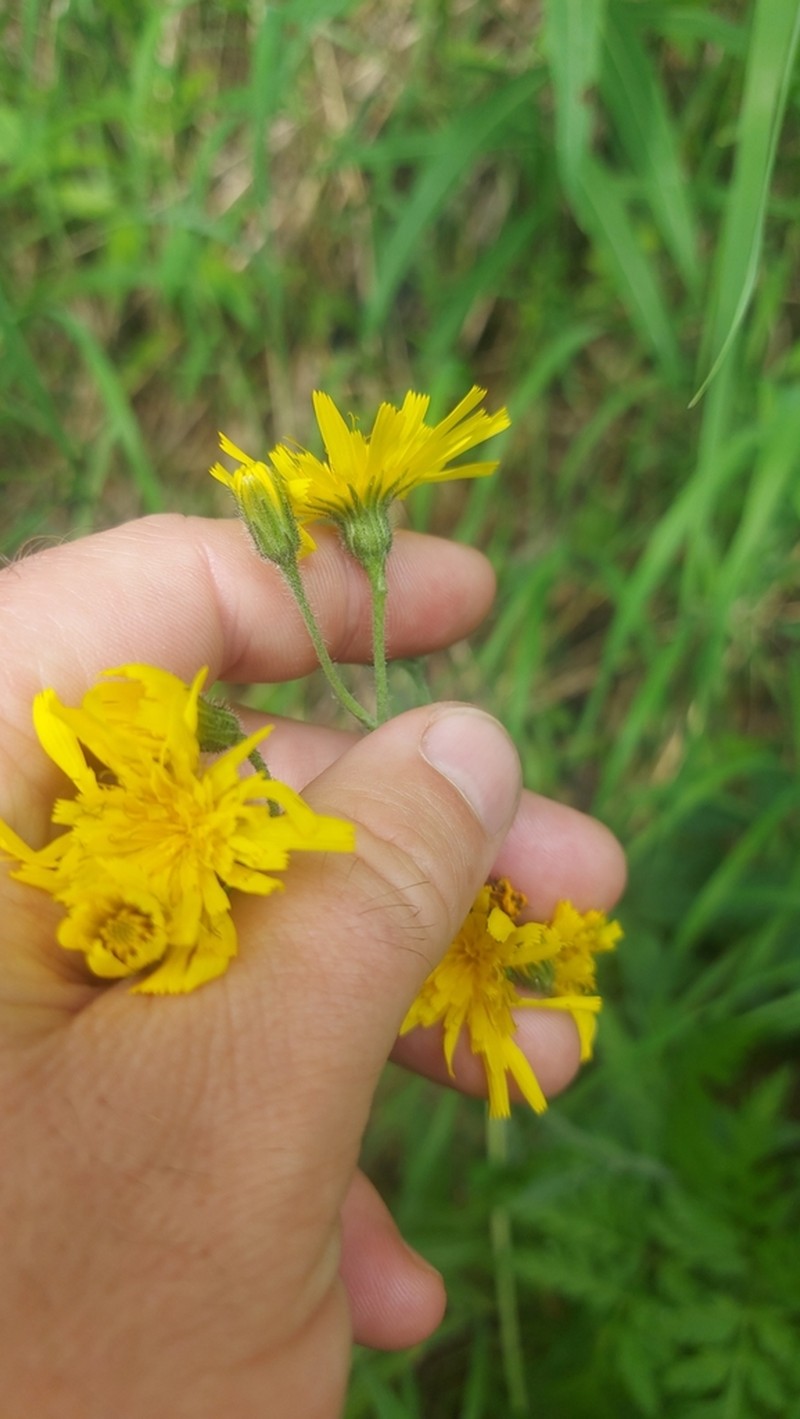Hieracium ganeschinii photo 2