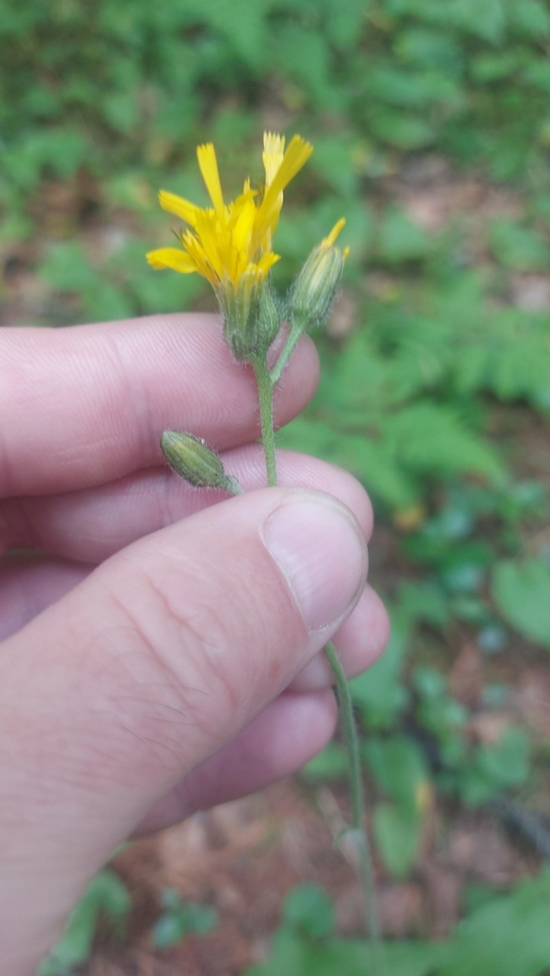 Hieracium ganeschinii photo 3