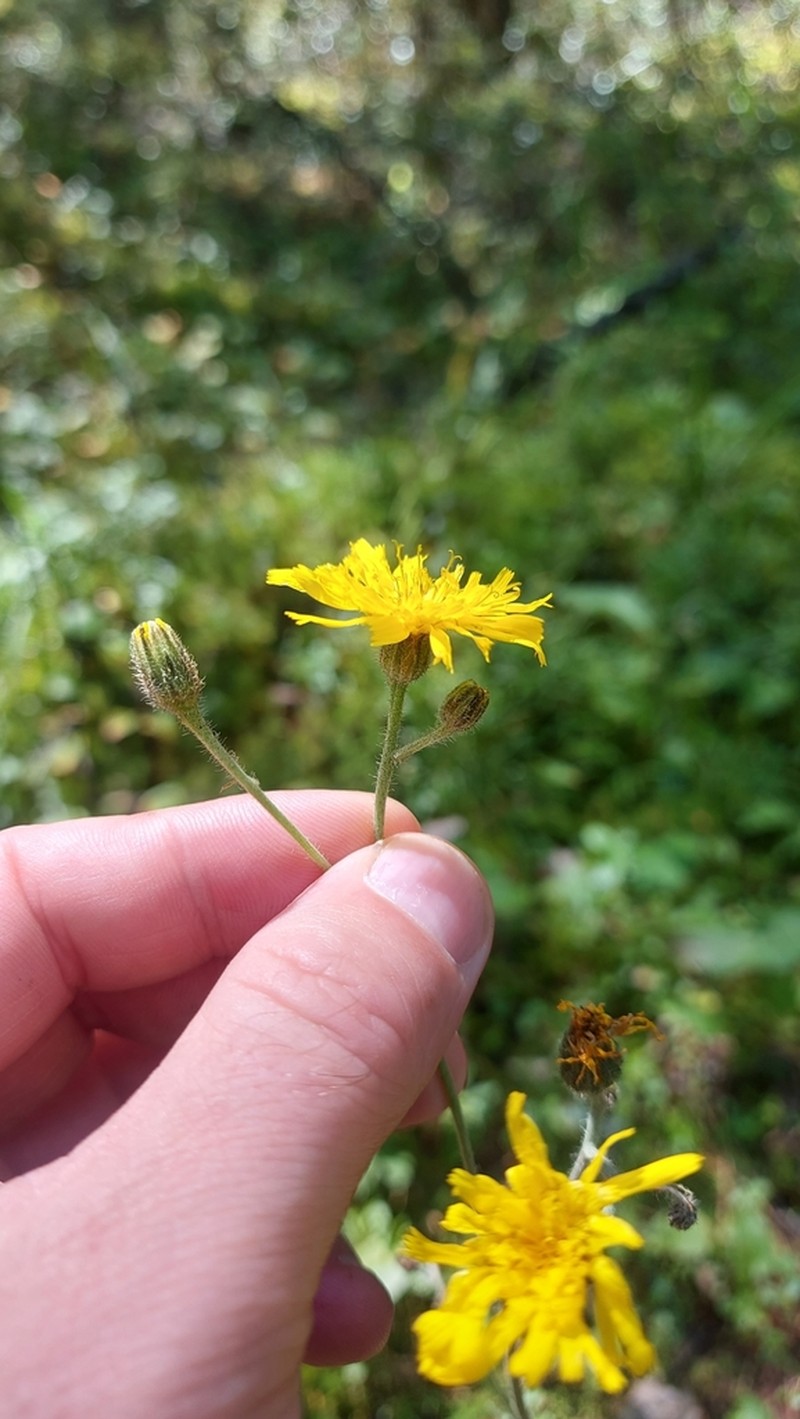 Hieracium ganeschinii photo 4