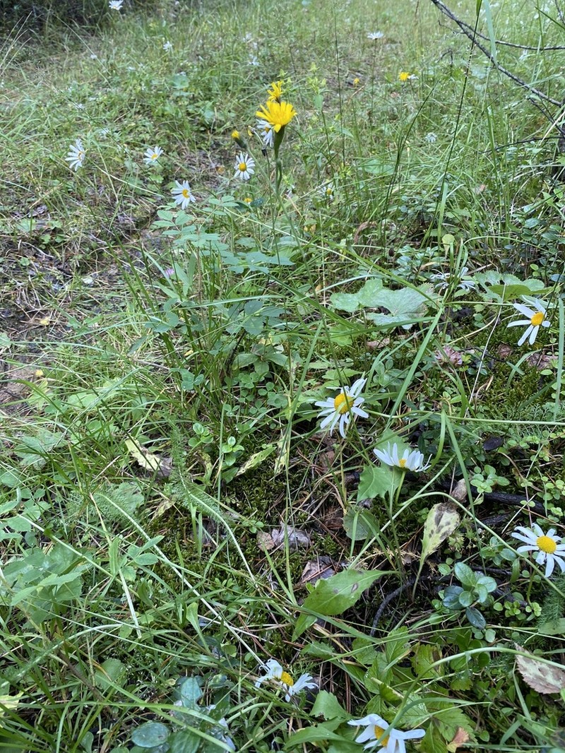 Hieracium ganeschinii photo 5