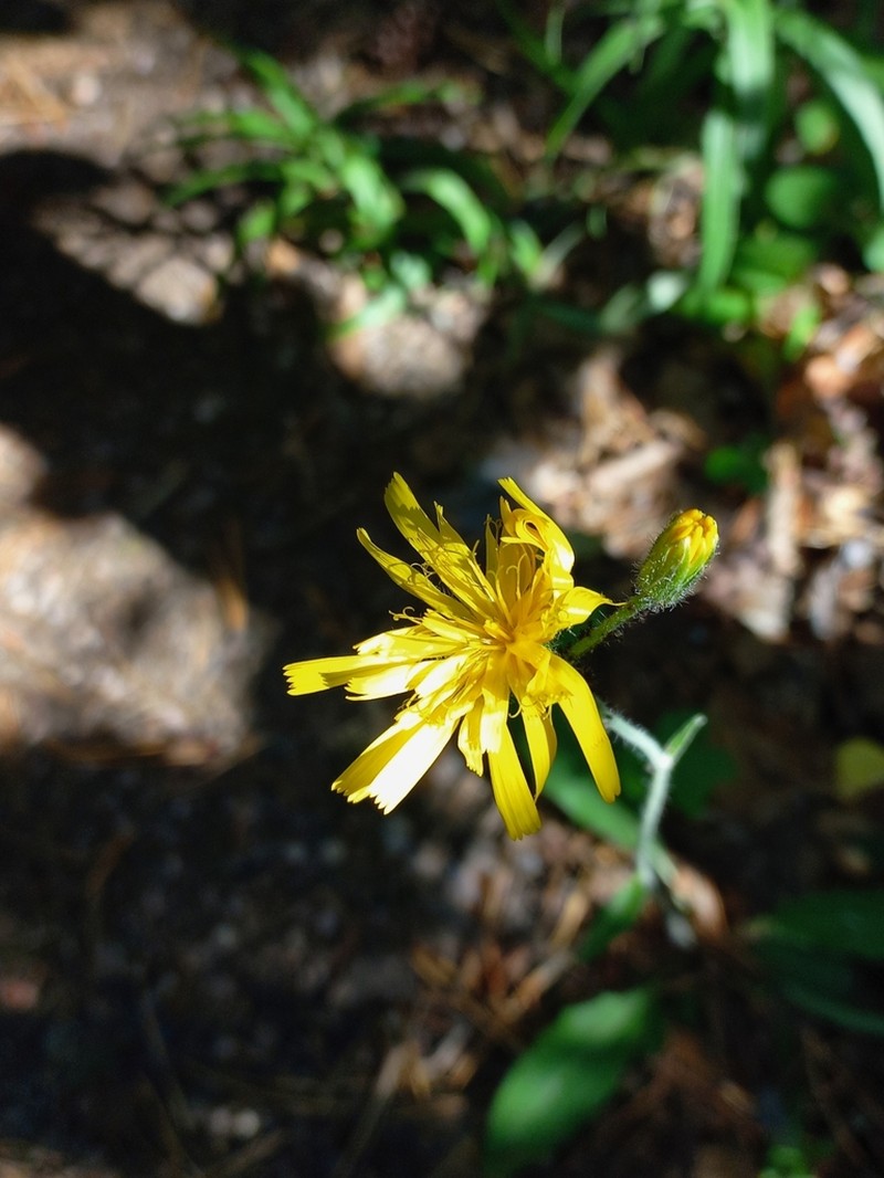 Hieracium ganeschinii photo 6