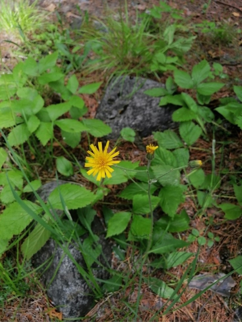 Hieracium ganeschinii photo 7