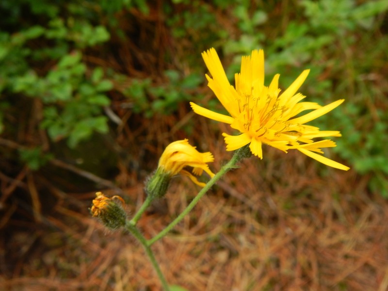 Hieracium ganeschinii photo 8