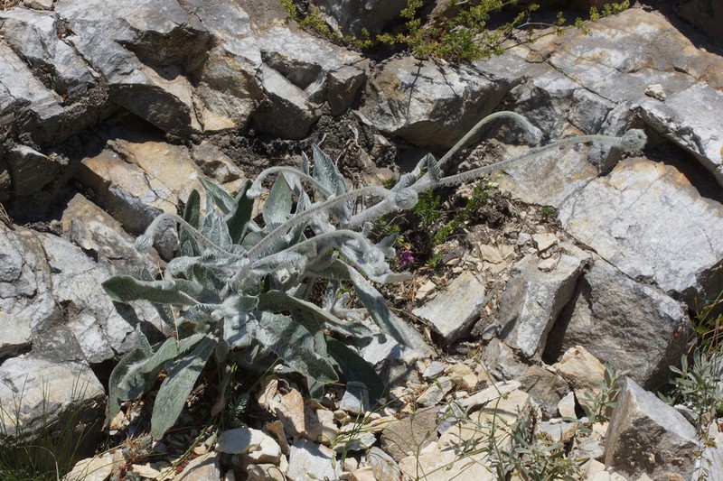 Hieracium georgieffii