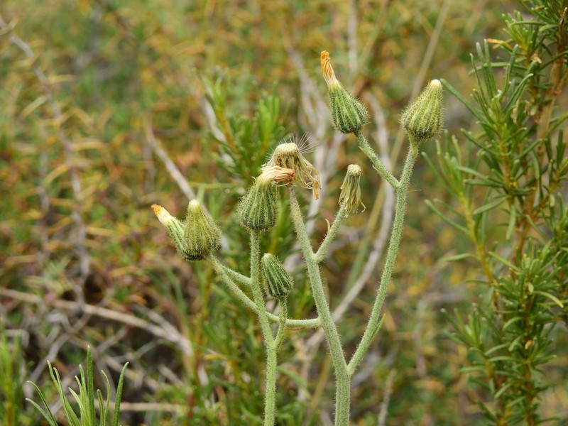 Hieracium gilliesianum