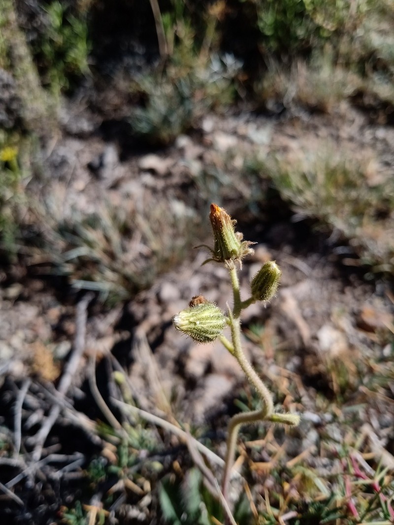 Hieracium gilliesianum photo 2