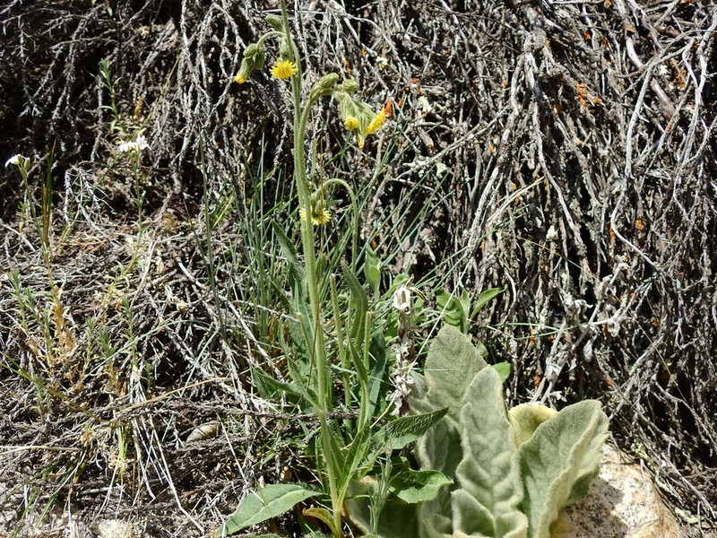 Hieracium gilliesianum photo 3