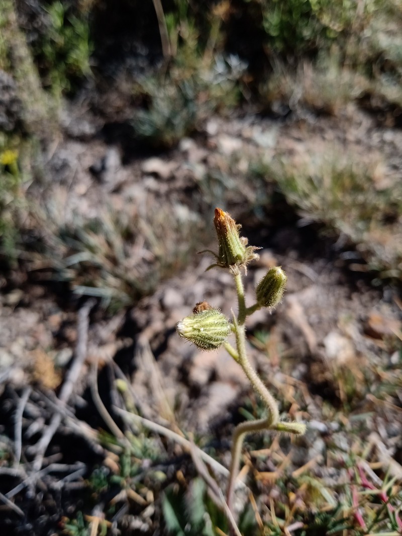 Hieracium gilliesianum photo 4