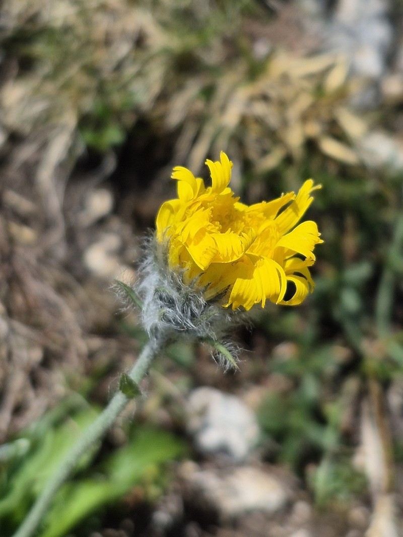 Hieracium glabratum