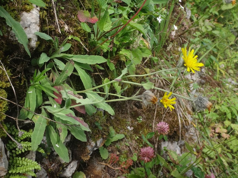 Hieracium glabratum photo 2