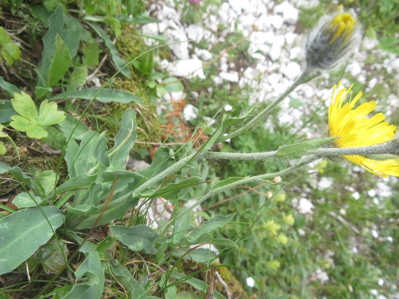 Hieracium glabratum photo 3