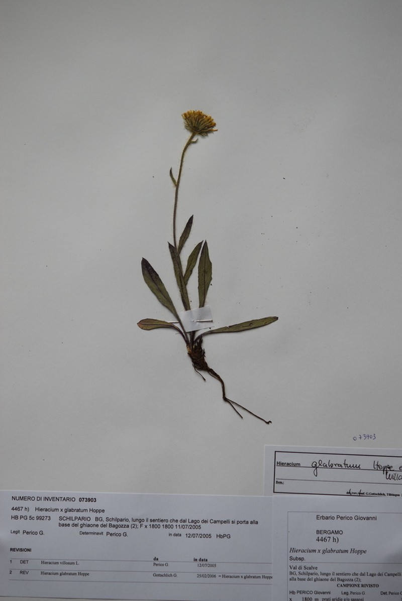 Hieracium glabratum photo 4
