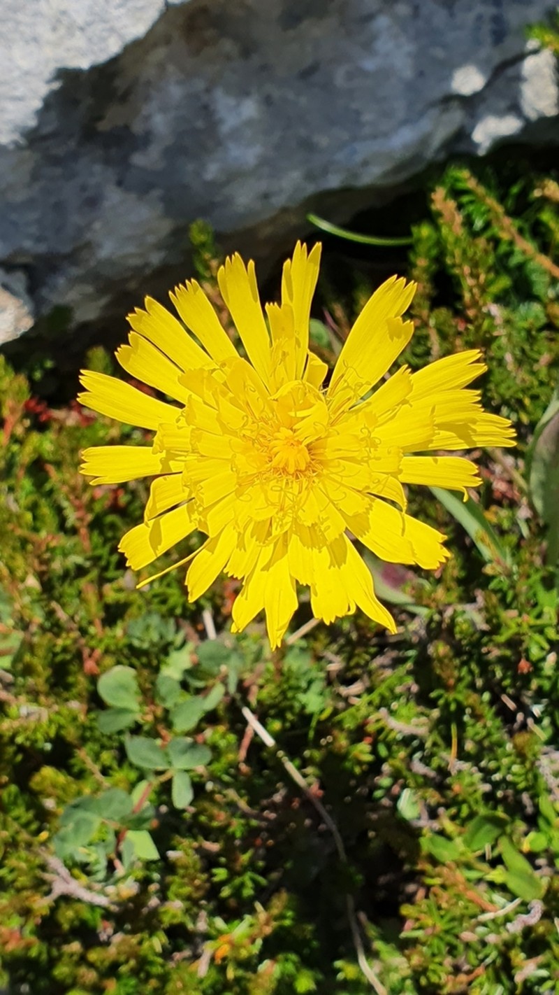 Hieracium glabratum photo 5