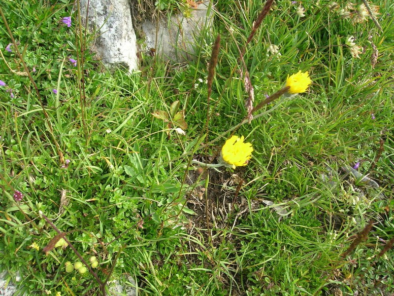 Hieracium glabratum photo 6