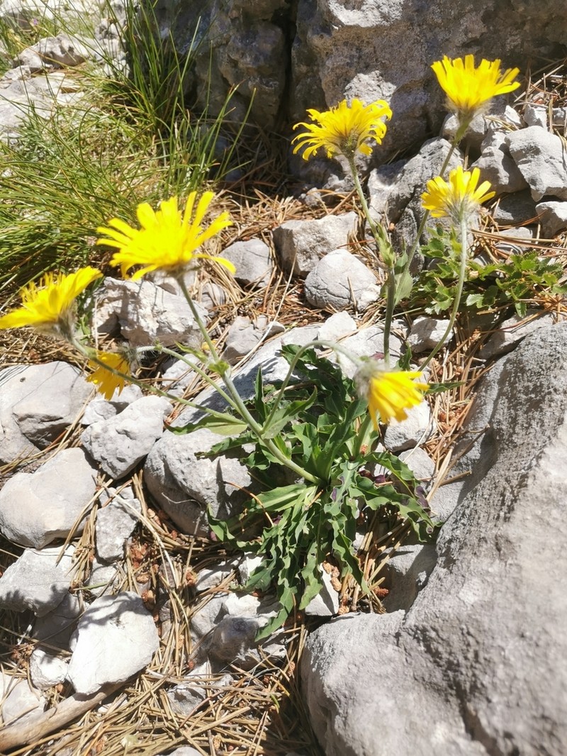 Hieracium glabratum photo 7