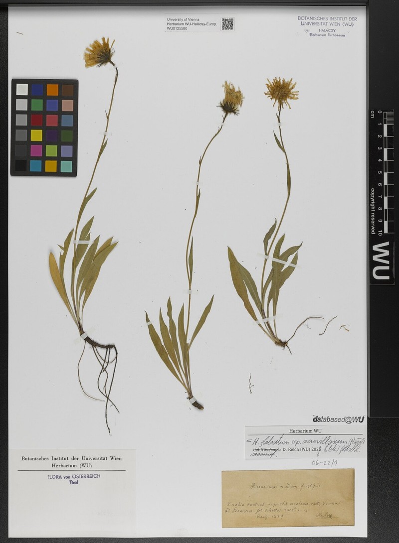 Hieracium glabratum subsp. acrovillosum