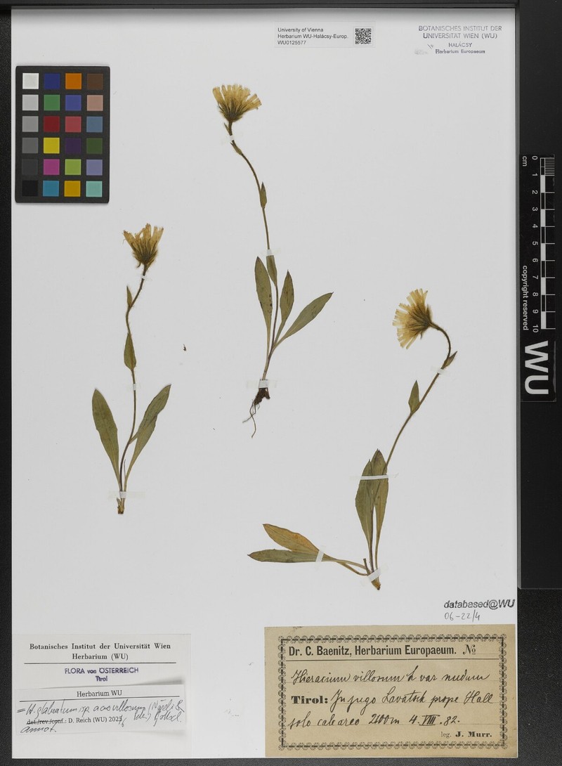 Hieracium glabratum subsp. acrovillosum photo 2