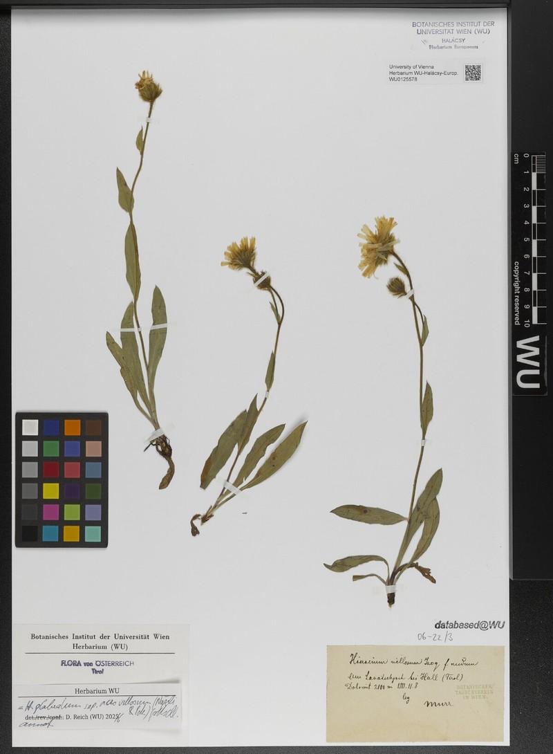 Hieracium glabratum subsp. acrovillosum photo 3