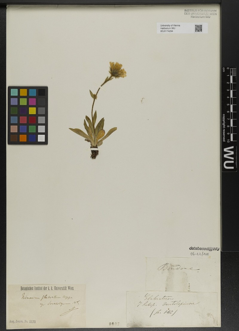Hieracium glabratum subsp. doratolepium