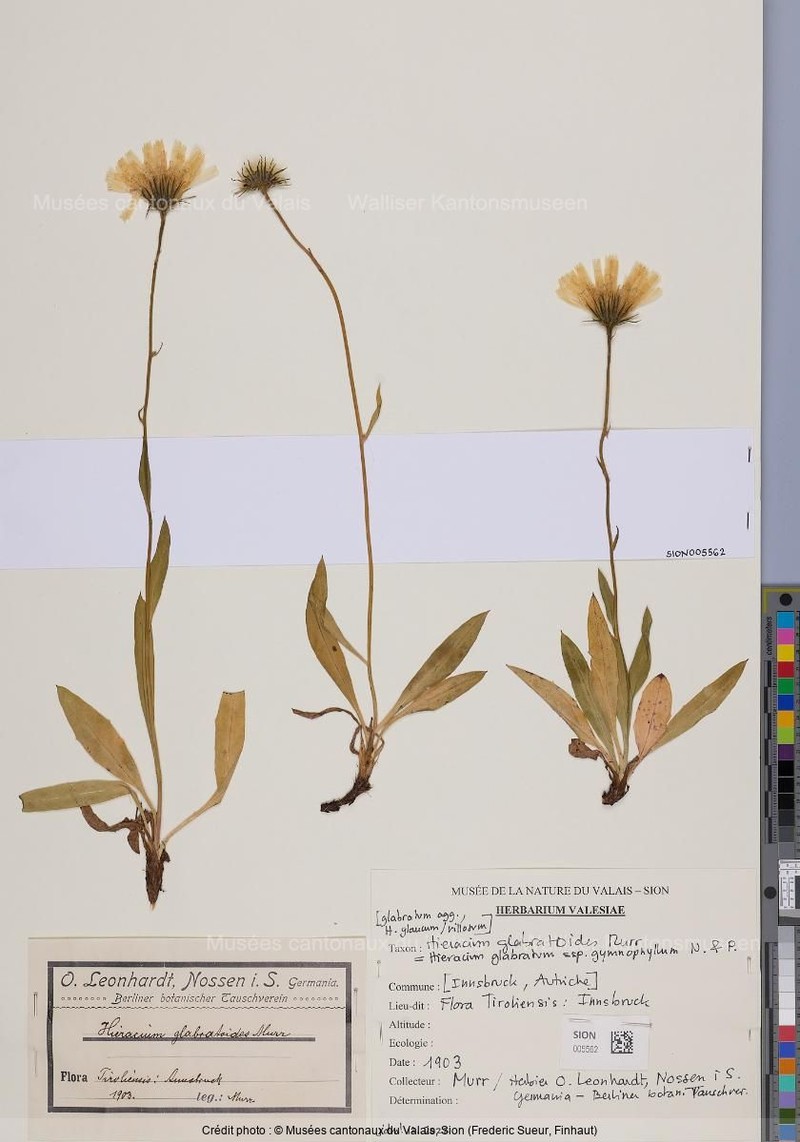 Hieracium glabratum subsp. gymnophyllum
