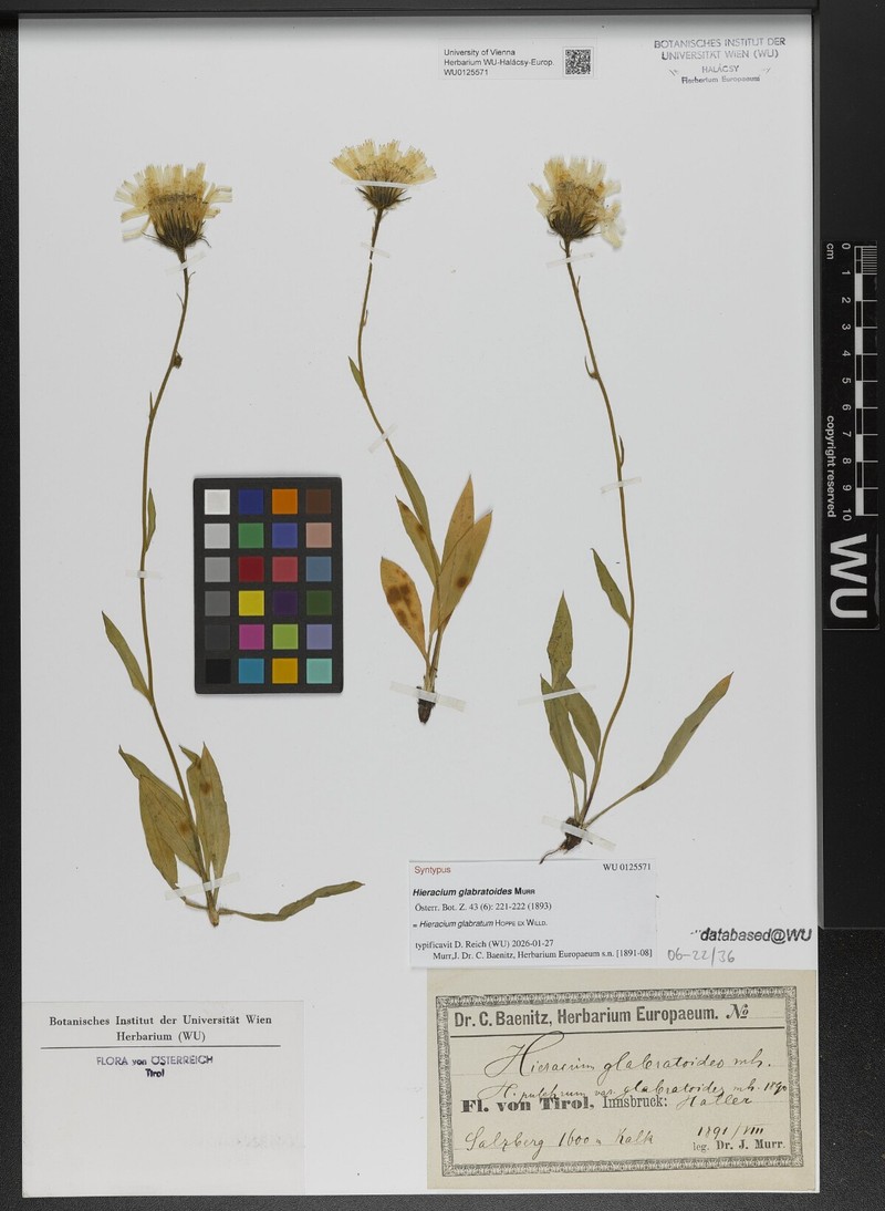 Hieracium glabratum subsp. gymnophyllum photo 2
