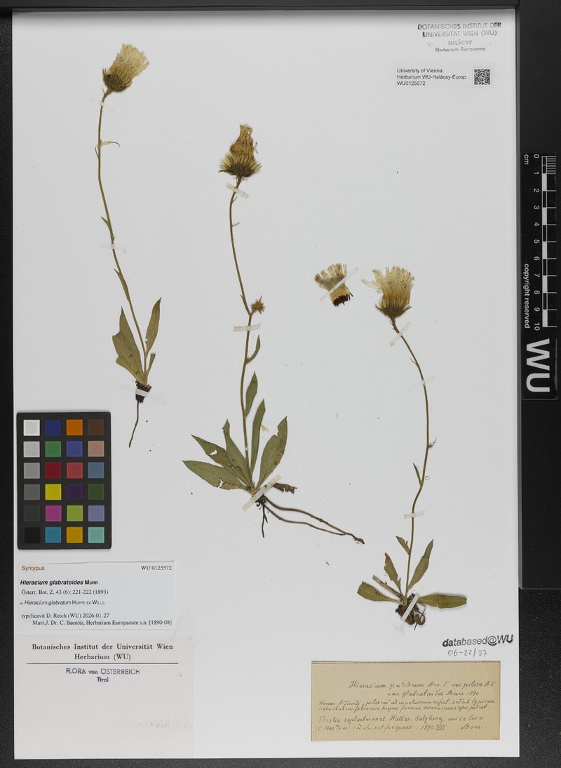 Hieracium glabratum subsp. gymnophyllum photo 3