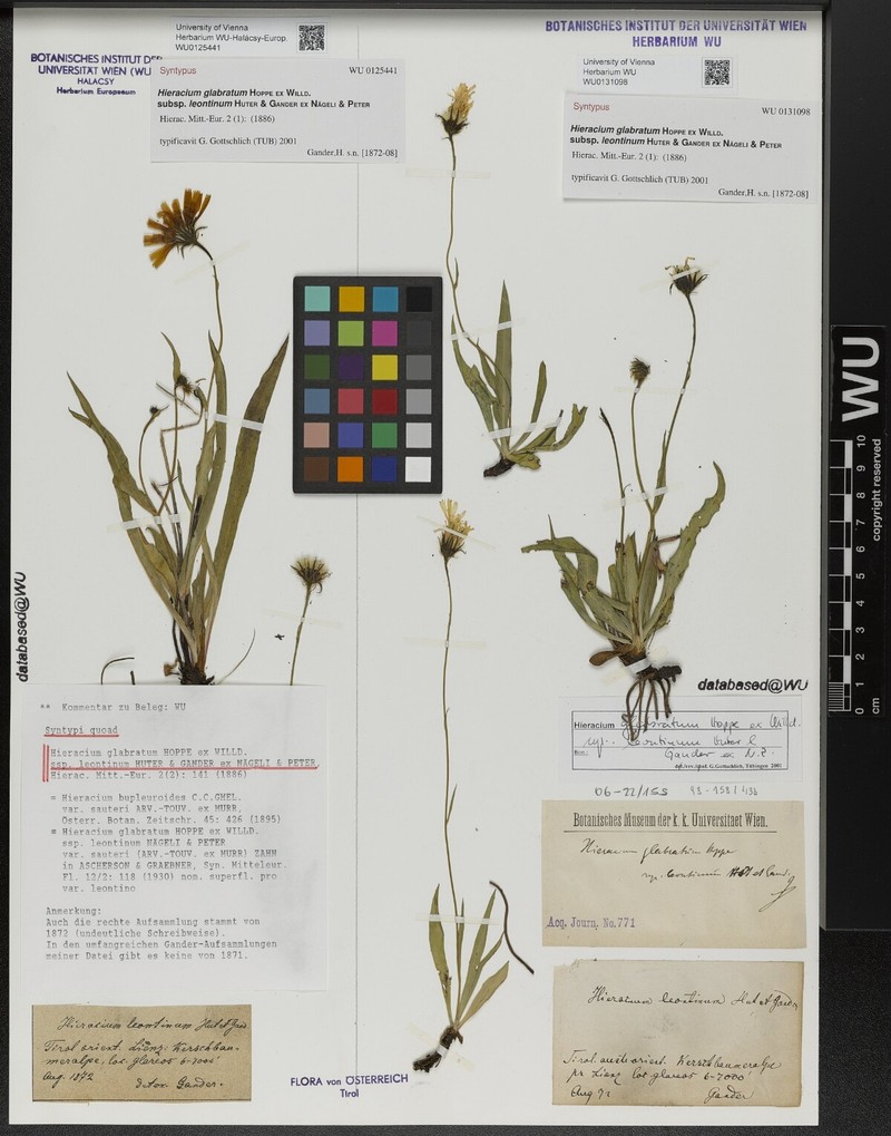 Hieracium glabratum subsp. leontinum photo 2