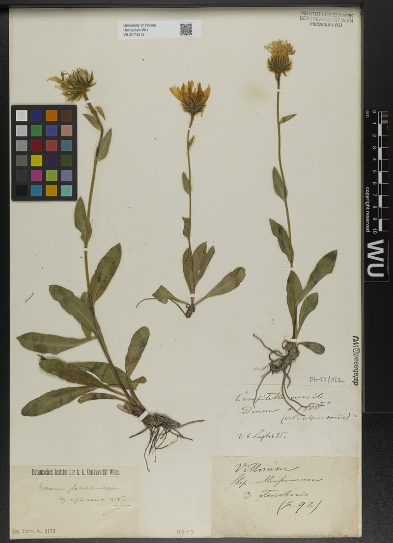 Hieracium glabratum subsp. niphoneurum