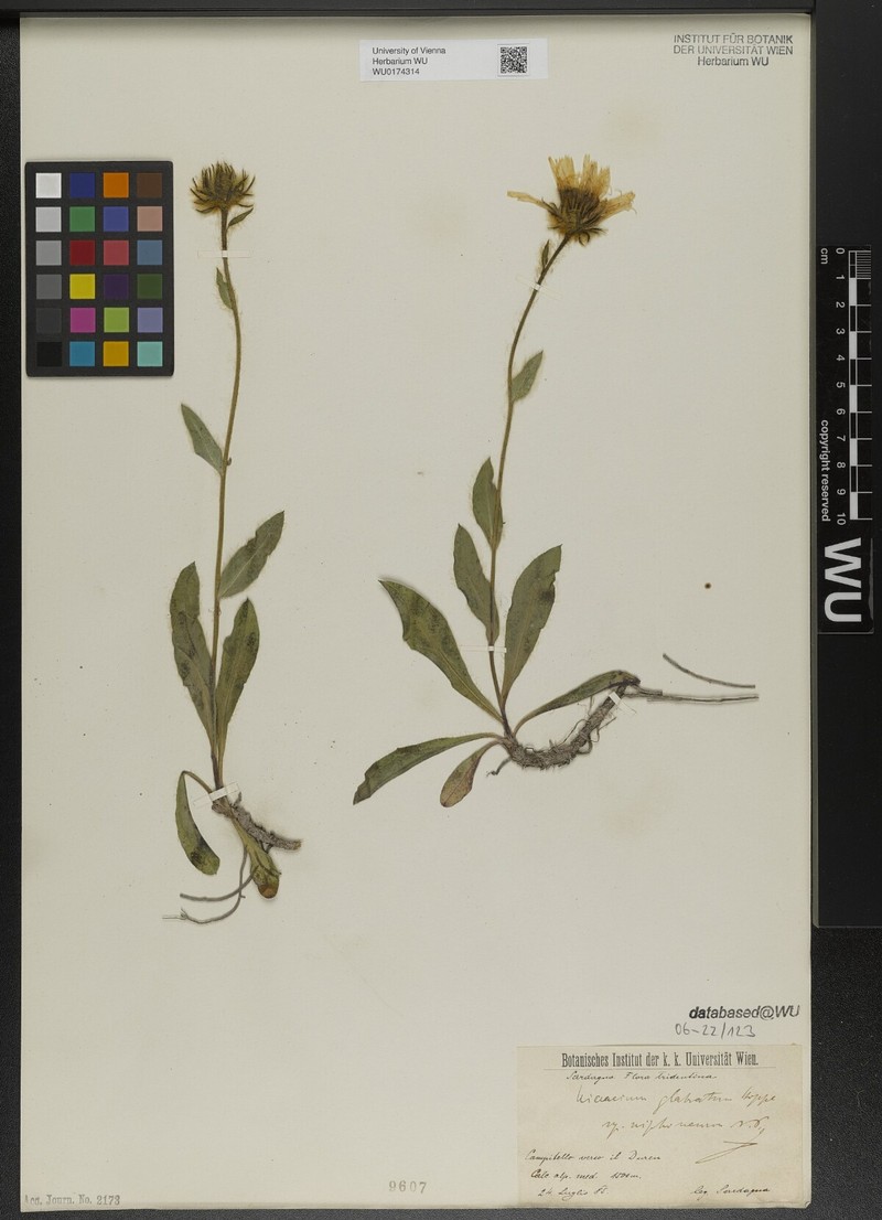 Hieracium glabratum subsp. niphoneurum photo 2