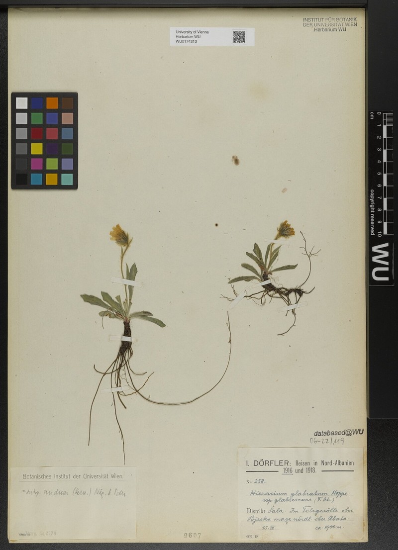 Hieracium glabratum subsp. nudum