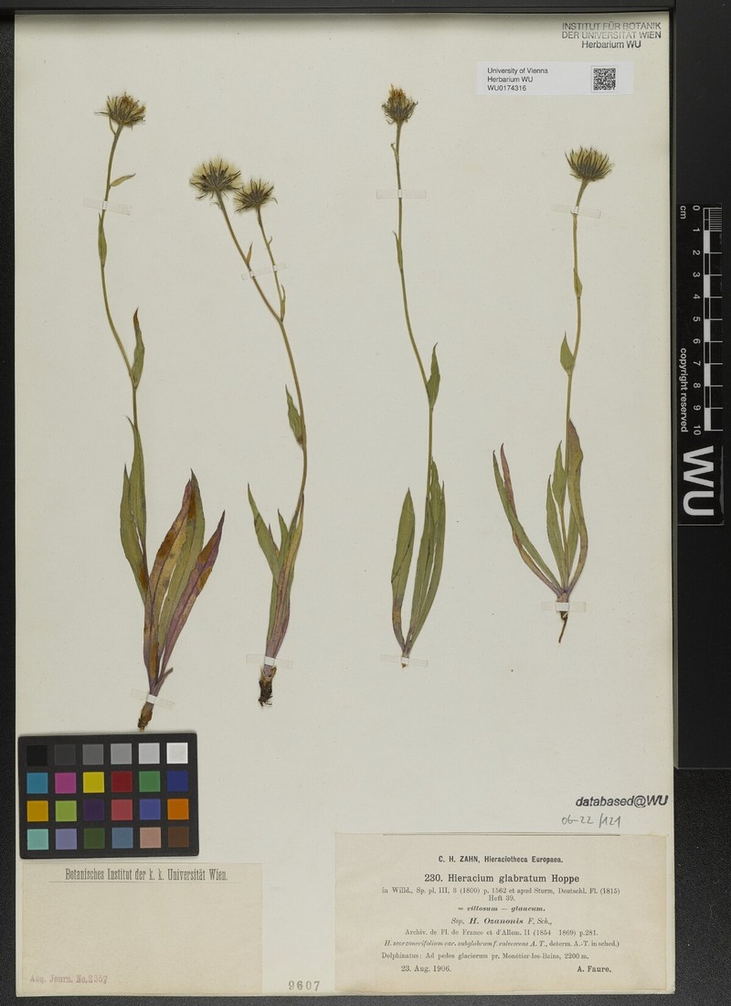 Hieracium glabratum subsp. ozanonis