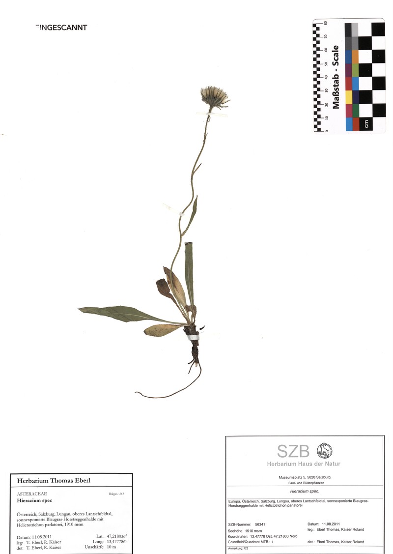 Hieracium glabratum subsp. trichoneurum