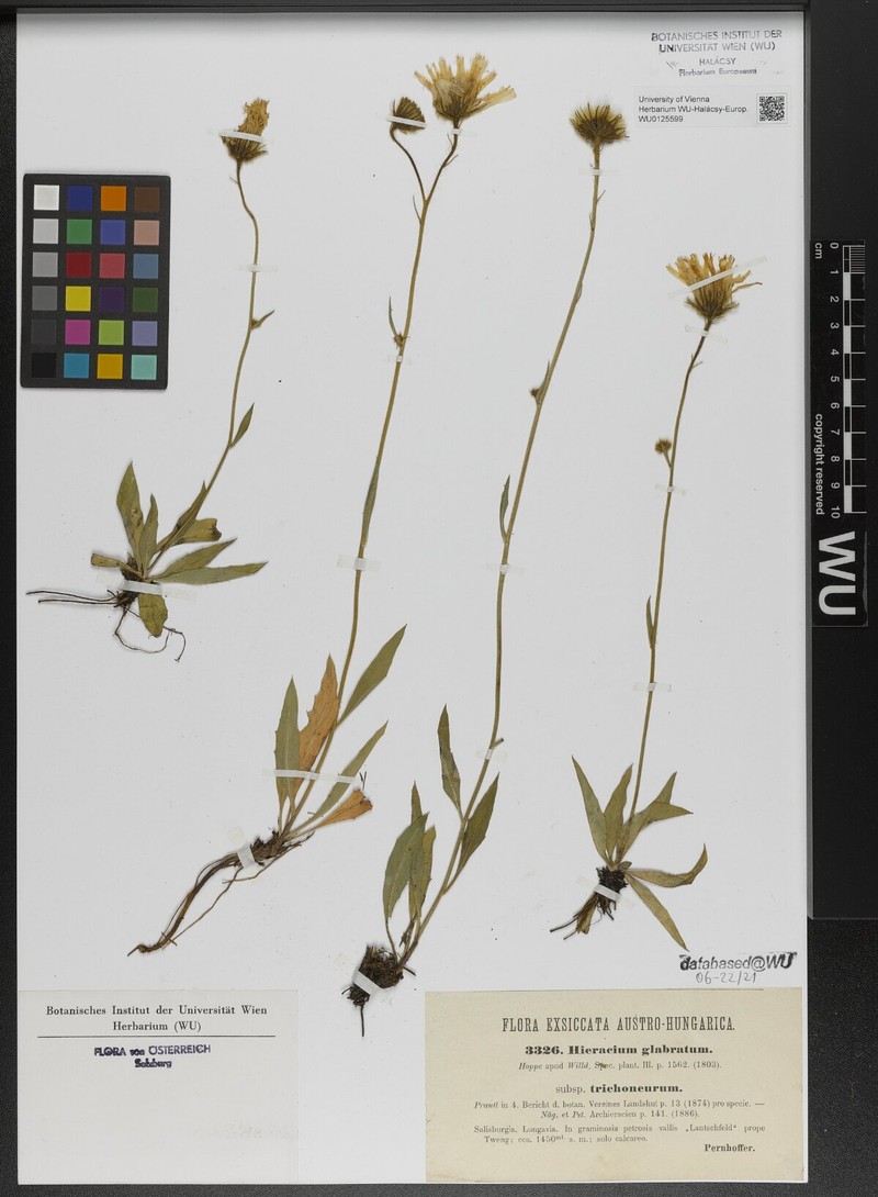 Hieracium glabratum subsp. trichoneurum photo 2