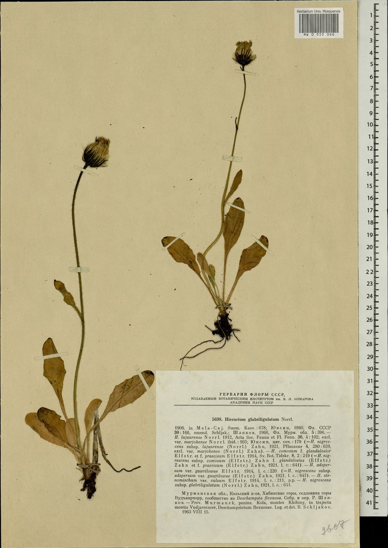 Hieracium glabriligulatum
