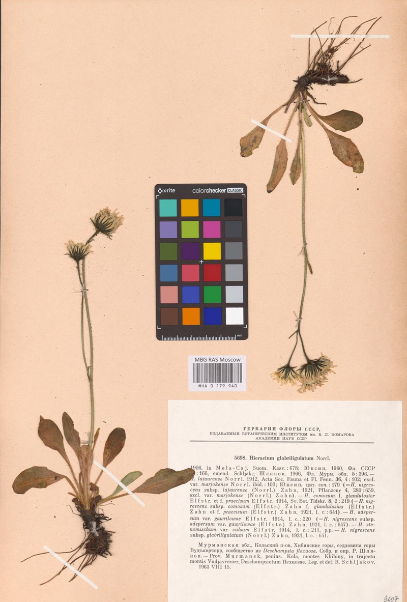 Hieracium glabriligulatum photo 2